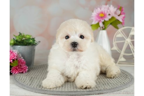 成約済の千葉県のマルプー:マルチーズ×トイプードル-311214の4枚目