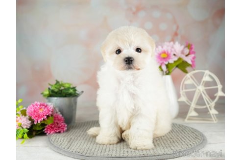 成約済の千葉県のマルプー:マルチーズ×トイプードル-311214の5枚目