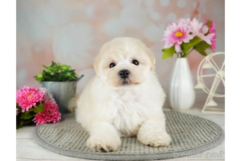 成約済の千葉県のマルプー:マルチーズ×トイプードル-311214の1枚目