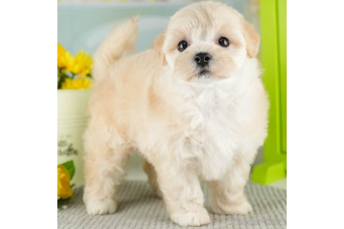 成約済の千葉県のマルプー:マルチーズ×トイプードル-311215の1枚目