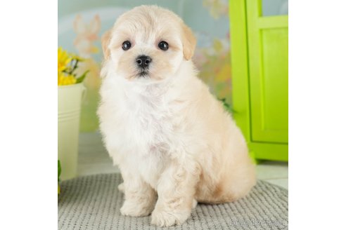 成約済の千葉県のマルプー:マルチーズ×トイプードル-311215の2枚目