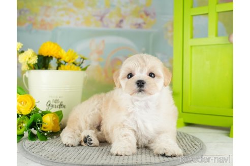 成約済の千葉県のマルプー:マルチーズ×トイプードル-311215の3枚目