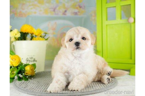 成約済の千葉県のマルプー:マルチーズ×トイプードル-311215の5枚目