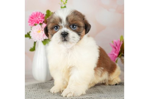 成約済の千葉県のシーズー-311216の2枚目