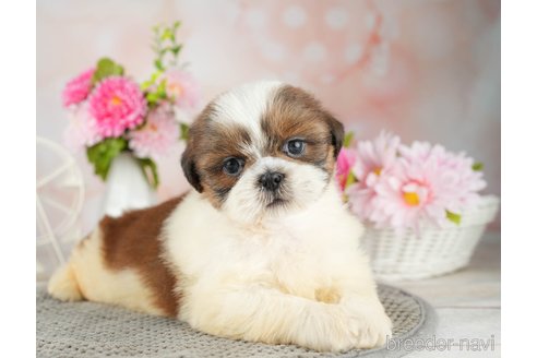 成約済の千葉県のシーズー-311216の3枚目