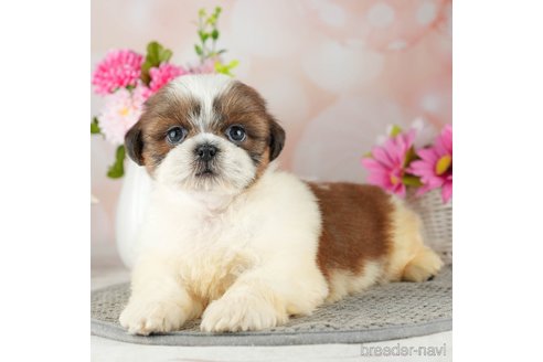 成約済の千葉県のシーズー-311216の1枚目