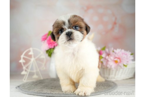 成約済の千葉県のシーズー-311216の5枚目