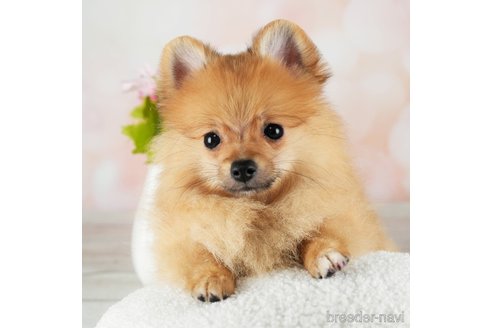 成約済の千葉県のポメラニアン-311217の1枚目