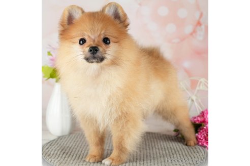 成約済の千葉県のポメラニアン-311217の3枚目