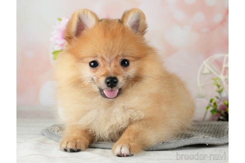 成約済の千葉県のポメラニアン-311217の4枚目