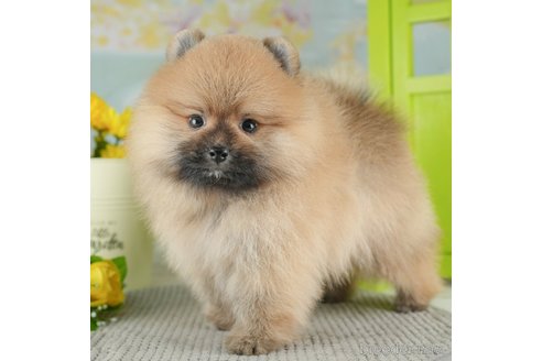 成約済の千葉県のポメラニアン-311218の1枚目