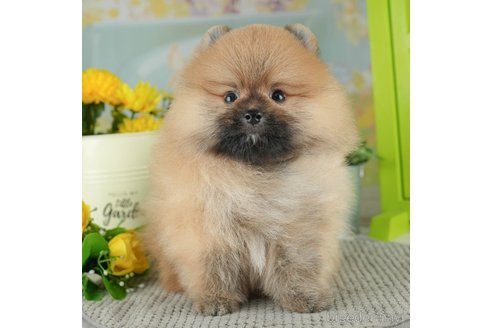 成約済の千葉県のポメラニアン-311218の4枚目