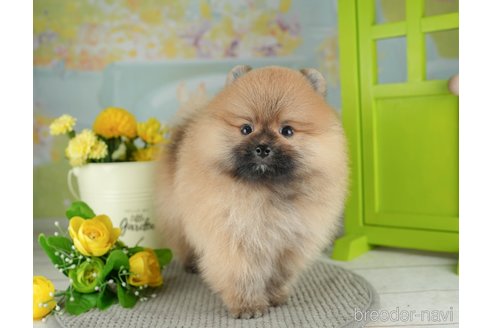 成約済の千葉県のポメラニアン-311218の5枚目