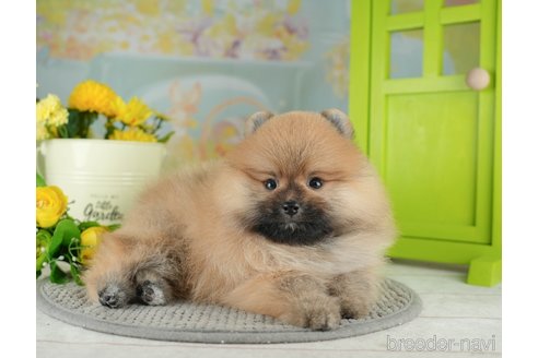 成約済の千葉県のポメラニアン-311218の2枚目