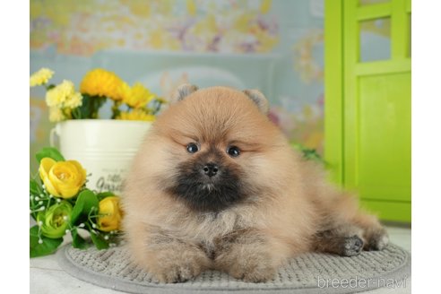 成約済の千葉県のポメラニアン-311218の3枚目