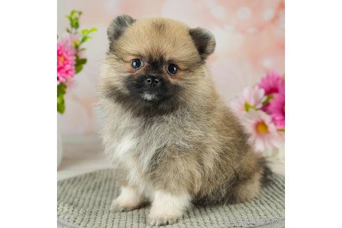 成約済の千葉県のポメラニアン-311225の5枚目