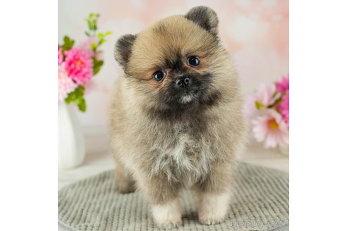 成約済の千葉県のポメラニアン-311225の1枚目
