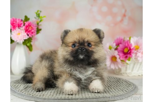 成約済の千葉県のポメラニアン-311225の2枚目