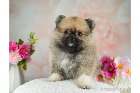 成約済の千葉県のポメラニアン-311225の3枚目