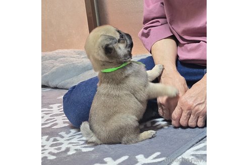 成約済の岡山県のパグ-304620の16枚目
