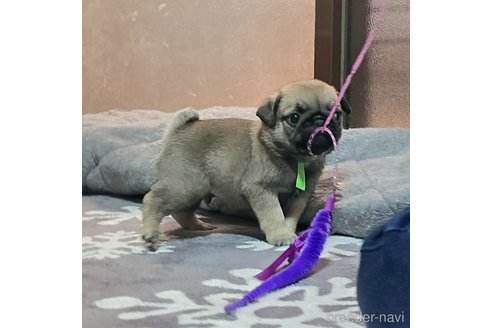 成約済の岡山県のパグ-304620の15枚目