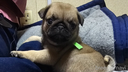 成約済の岡山県のパグ-304620の14枚目