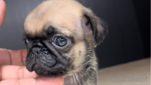 成約済の福岡県のパグ-311241の8枚目