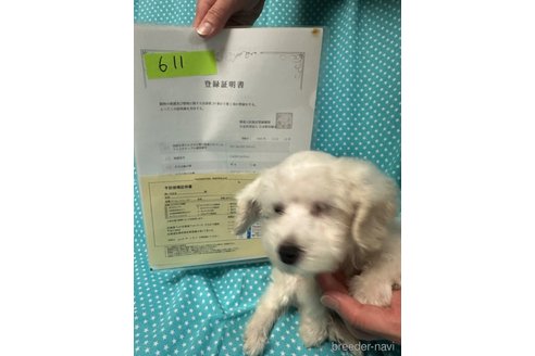 成約済の北海道のビションフリーゼ-311249の2枚目