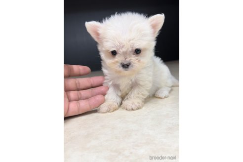 成約済の福岡県のチワマル:チワワ×マルチーズ-308720の3枚目