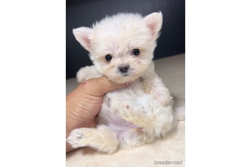 成約済の福岡県のチワマル:チワワ×マルチーズ-308720の4枚目