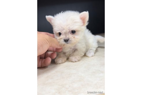 成約済の福岡県のチワマル:チワワ×マルチーズ-308720の5枚目