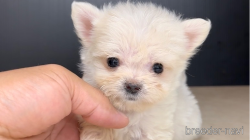 成約済の福岡県のチワマル:チワワ×マルチーズ-308720の1枚目