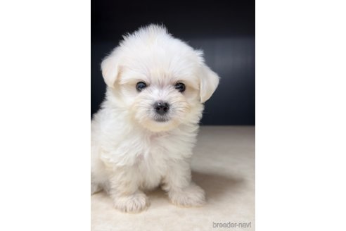 成約済の福岡県のチワマル:チワワ×マルチーズ-308715の2枚目