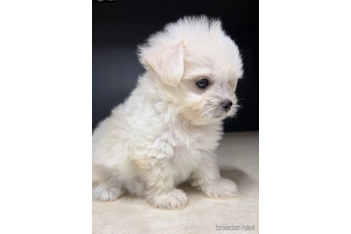 成約済の福岡県のチワマル:チワワ×マルチーズ-308715の3枚目