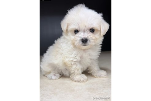 成約済の福岡県のチワマル:チワワ×マルチーズ-308715の4枚目