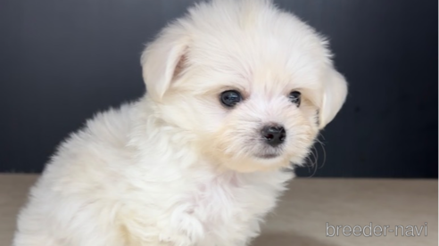 成約済の福岡県のチワマル:チワワ×マルチーズ-308715