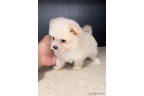 成約済の福岡県のチワマル:チワワ×マルチーズ-308300の5枚目