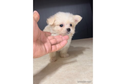 成約済の福岡県のチワマル:チワワ×マルチーズ-308300の2枚目