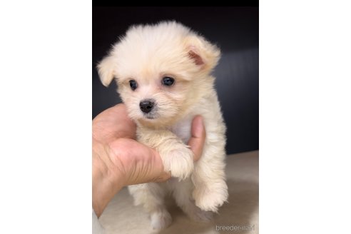 成約済の福岡県のチワマル:チワワ×マルチーズ-308300の3枚目