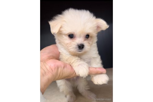 成約済の福岡県のチワマル:チワワ×マルチーズ-308300の4枚目