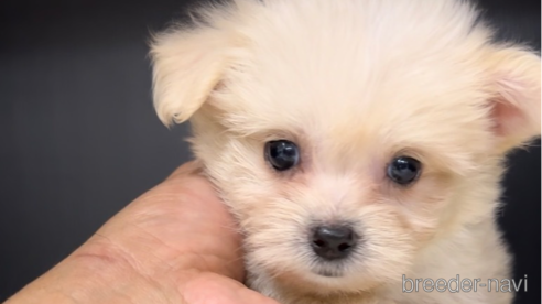 成約済の福岡県のチワマル:チワワ×マルチーズ-308300