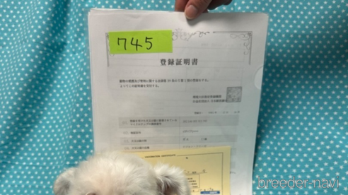 成約済の北海道のビションフリーゼ-311270の4枚目