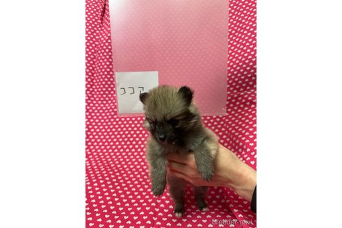 成約済の北海道のミックス犬-311283の5枚目