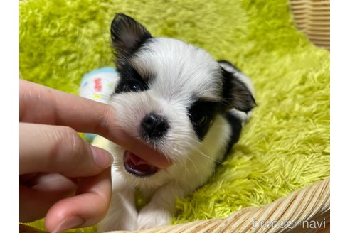 成約済の秋田県のミックス犬-311284の3枚目