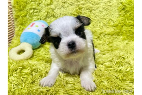 成約済の秋田県のミックス犬-311284の4枚目