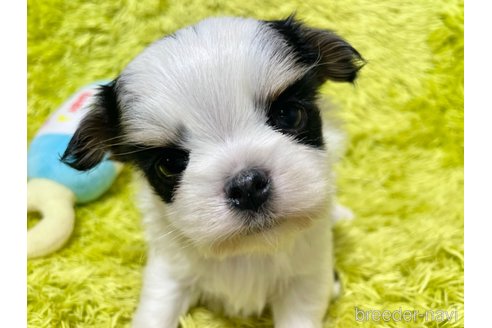 成約済の秋田県のミックス犬-311284の5枚目