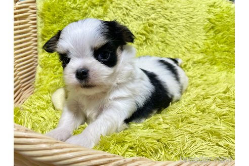 成約済の秋田県のミックス犬-311284の6枚目