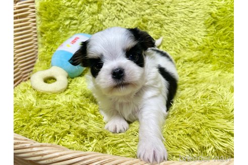 成約済の秋田県のミックス犬-311284の7枚目