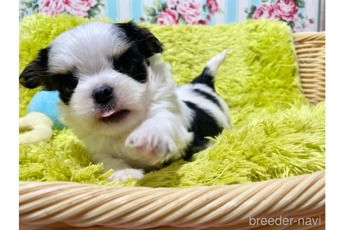 成約済の秋田県のミックス犬-311284の8枚目