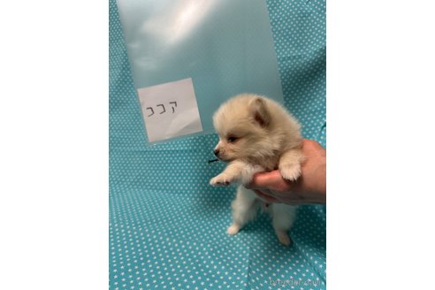 販売中の北海道のミックス犬-311286の5枚目